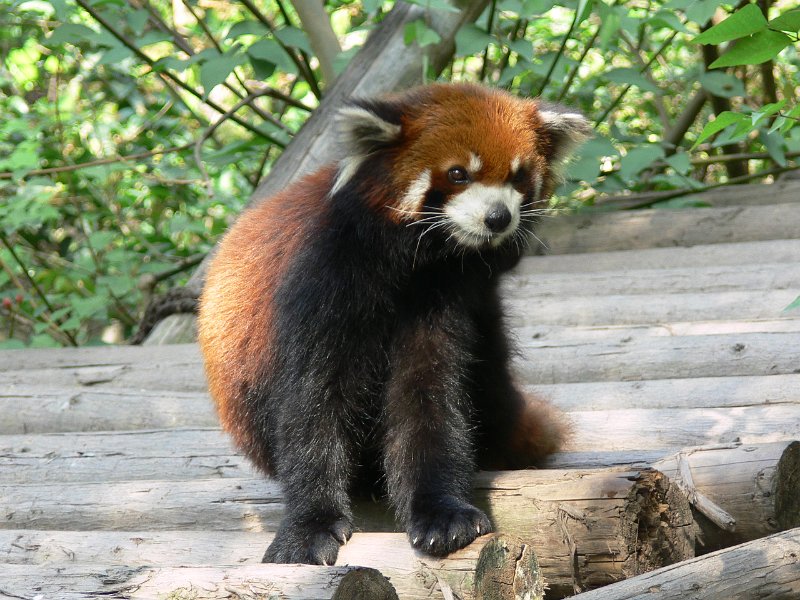 Pandas (050).jpg